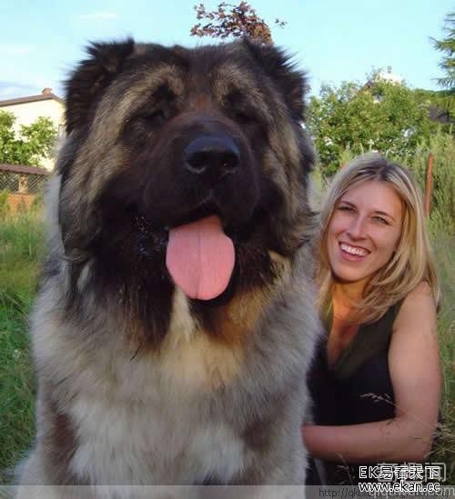 探秘世界上最大最凶悍的“巨型狗狗”（图）