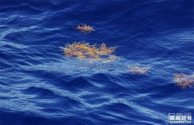 世界上最危险的海域马尾藻海 马尾藻海简介