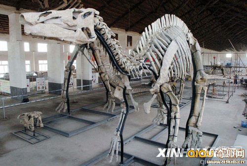 [多图]山东诸城发现世界最大规模恐龙化石群