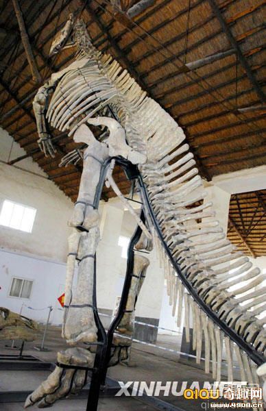 [多图]山东诸城发现世界最大规模恐龙化石群