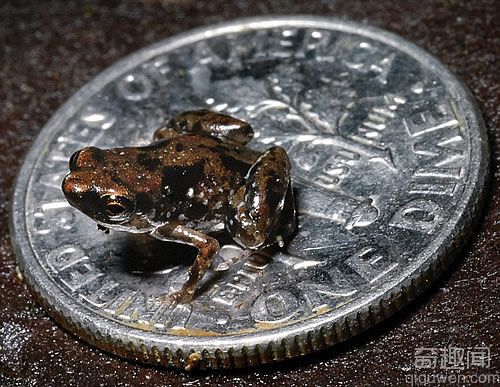 世界上最小的脊椎动物 体长只有7.7毫米的超级小青蛙