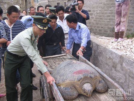 世界上迄今发现的最古老的乌龟 放生千年神龟竟然还一步三回头
