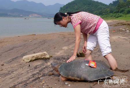 世界上迄今发现的最古老的乌龟 放生千年神龟竟然还一步三回头