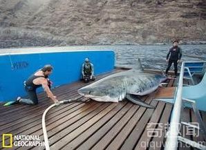 英国商人在南非钓到4000磅重的大白鲨彻夜未眠