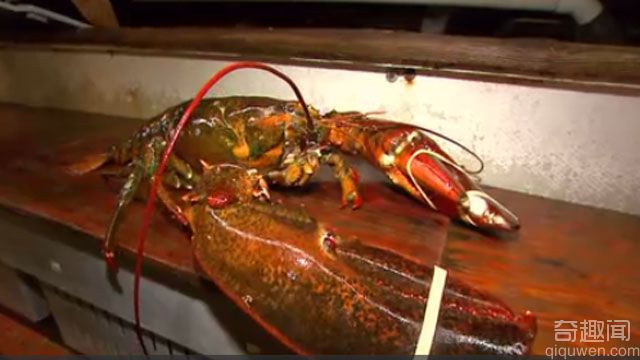 英国发现巨型龙虾 重7.65公斤成英国第二重龙虾