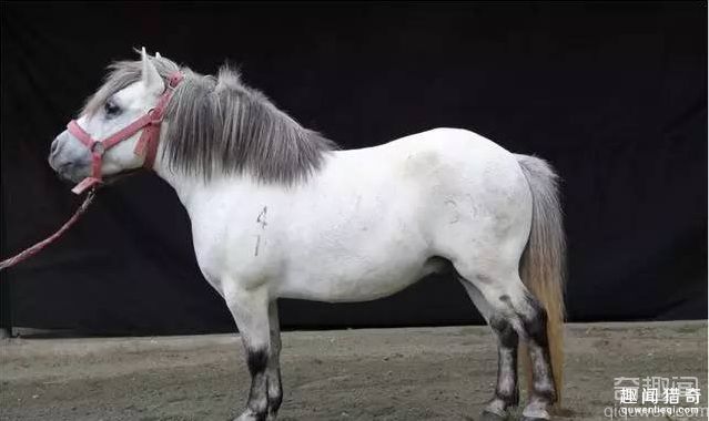 世界上最矮的马 只有80厘米高