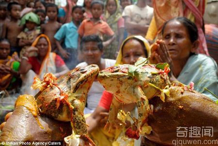 印度奇葩求雨仪式 竟给青蛙举办婚礼
