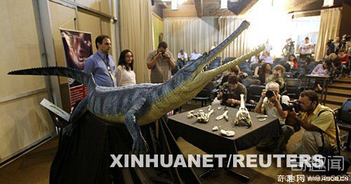 [图文]巴西首次展出距今约6200万年古鳄化石
