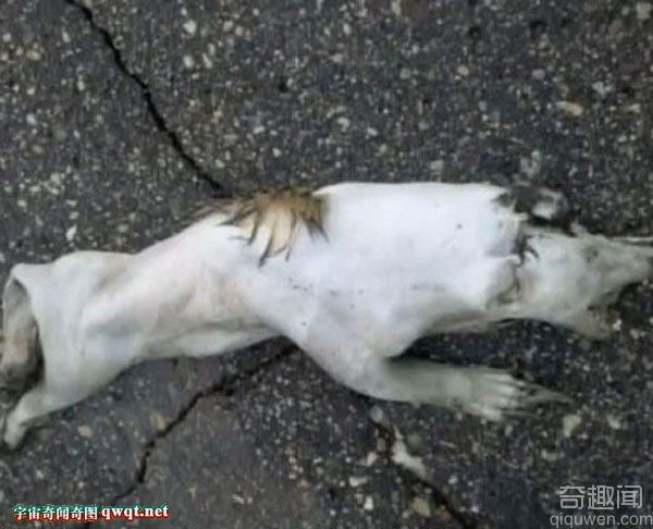 美国明尼苏达州道格拉斯郡街头现神秘小动物尸体