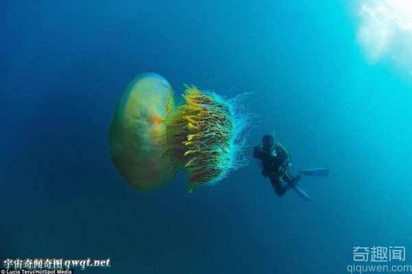 英摄影师无意潜水时拍到巨型野村水母：直径2米大