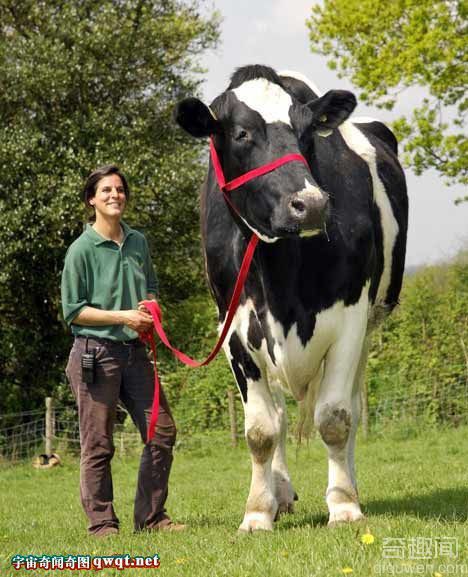 世界最大的巨型奶牛:体形如大象