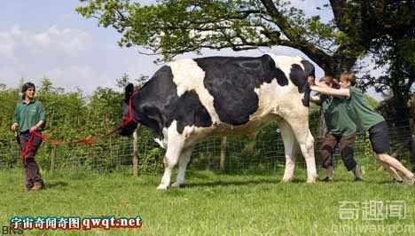 世界最大的巨型奶牛:体形如大象