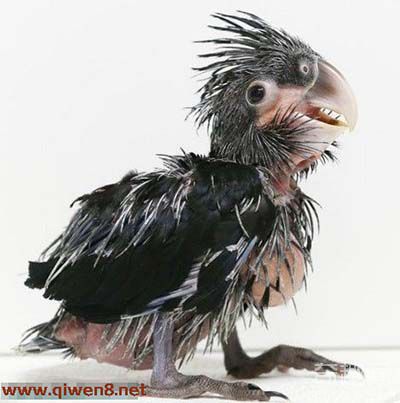 “世界最丑鹦鹉”来之自捷克动物园引围观