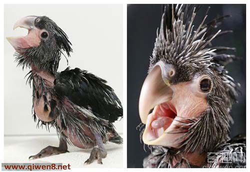 “世界最丑鹦鹉”来之自捷克动物园引围观