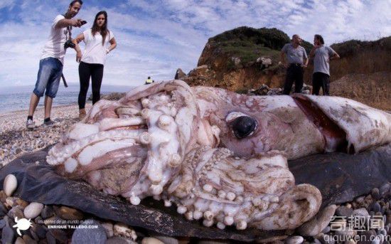 西班牙惊现180公斤巨型章鱼 眼睛突出恐怖异常