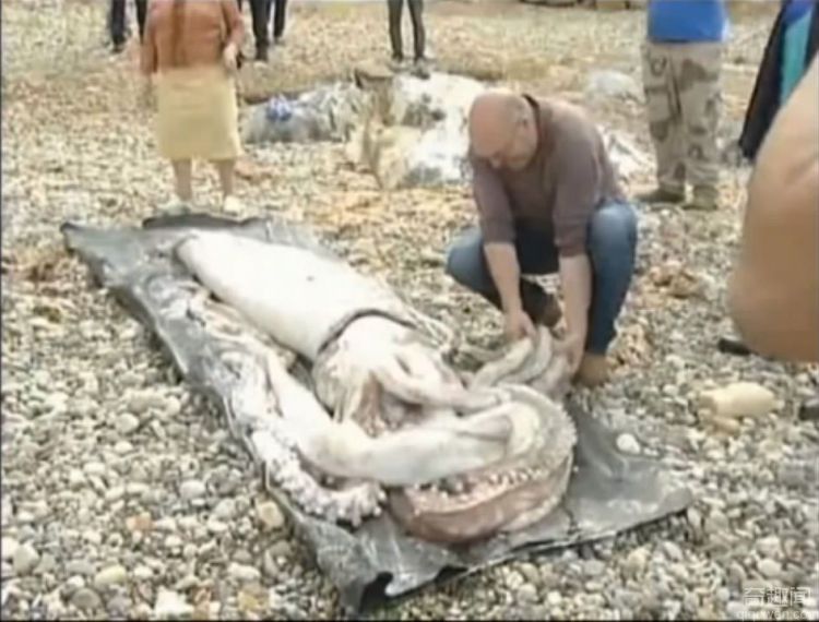 西班牙惊现180公斤巨型章鱼 眼睛突出恐怖异常