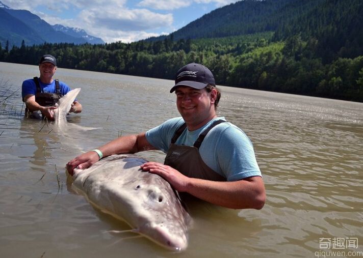 美国父子合力制服900磅白鲟鱼 将其放回大自然中
