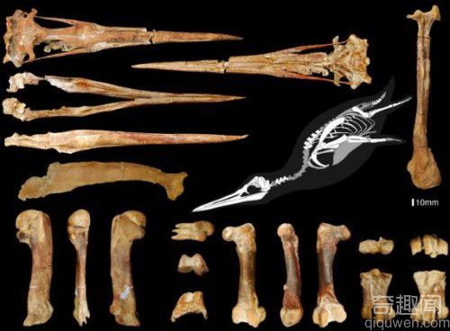 世界八大史前动物揭秘：吞食恐龙的史前巨蟒化石
