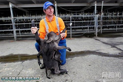 新西兰农场惊现"异体小牛":拥有2个身子8条腿4只耳朵