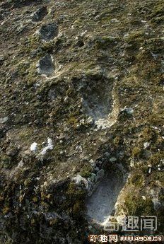 [图文]英国科学家发现世界首例霸王龙脚印 曾是统治者