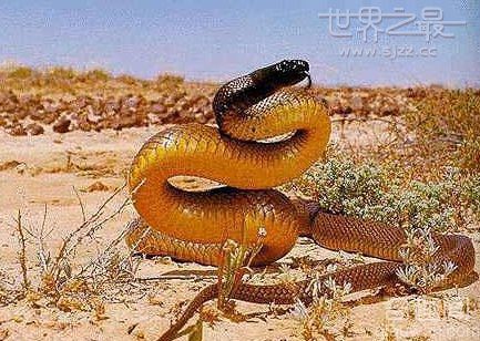 世界上年龄最大的蛇 竟已活了1687岁