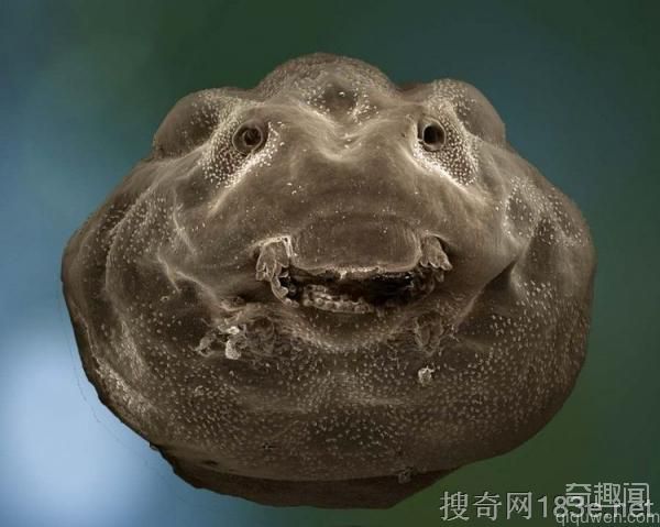 显微镜下的蝌蚪：口器与鼻孔形成可爱笑脸