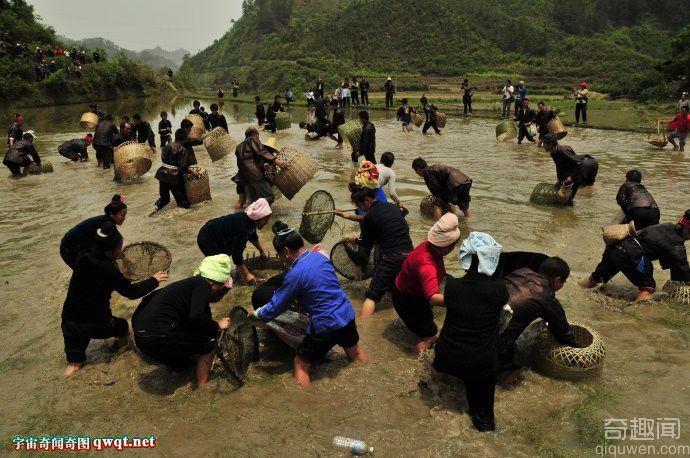 贵州苗族民俗活动: 村民聚集水田捕鱼