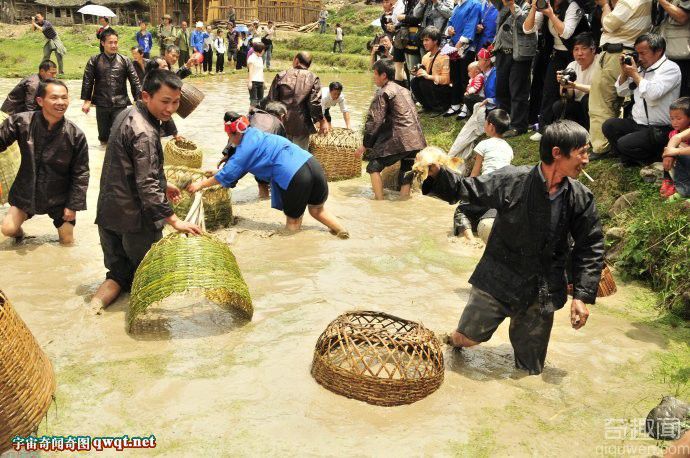 贵州苗族民俗活动: 村民聚集水田捕鱼