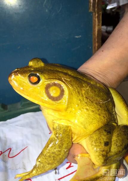 日本渔民捉到金黄色牛蛙 十分罕见吓人