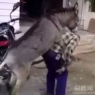 惊呆了！一头驴试图强暴人类