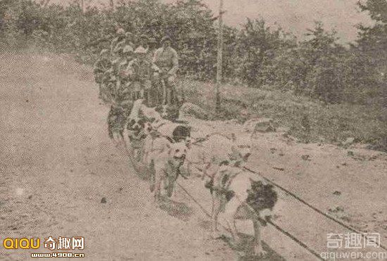 [图文]二战期间军犬的杰出贡献 负责给伤员运送医疗用品