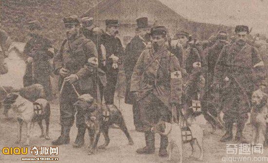 [图文]二战期间军犬的杰出贡献 负责给伤员运送医疗用品