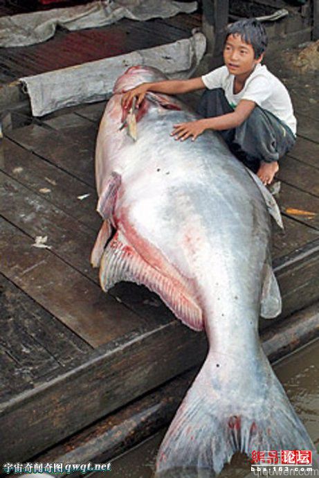 湄公河古老流域 渔民捕捉巨型鲶鱼河豚