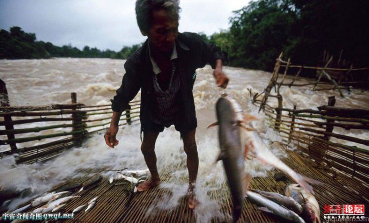 湄公河古老流域 渔民捕捉巨型鲶鱼河豚