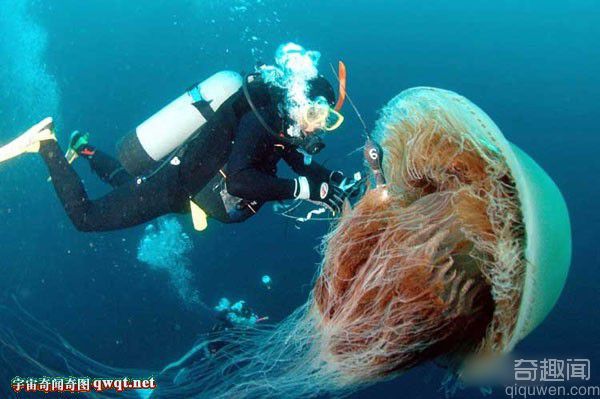 网罗你从未见过的巨型动物 巨型水母泛滥日本部分海域
