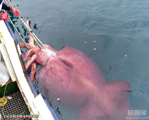 网罗你从未见过的巨型动物 巨型水母泛滥日本部分海域