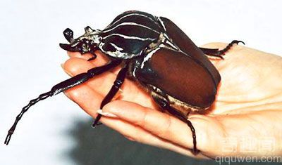 世界上最大的昆虫巨人甲虫 身长可达11.5厘米【图】