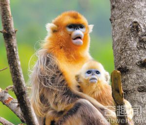 世界上最酷最个性的猴子：金丝猴 中国特有的珍贵动物