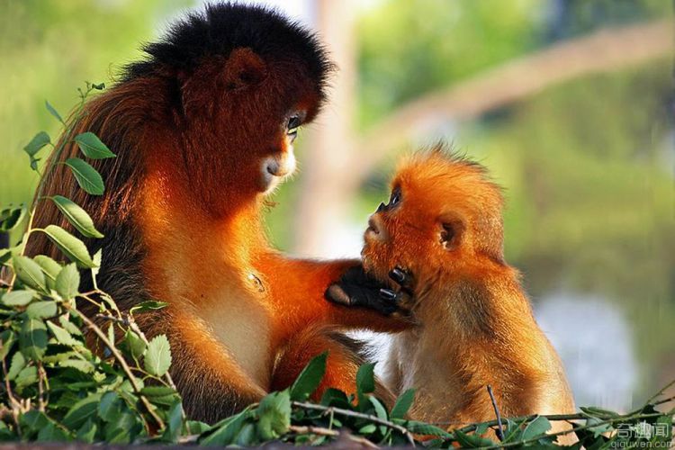 世界上最酷最个性的猴子：金丝猴 中国特有的珍贵动物