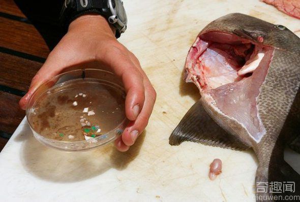 [图文]大西洋垃圾带塑料失踪之谜：或被鱼类吃掉