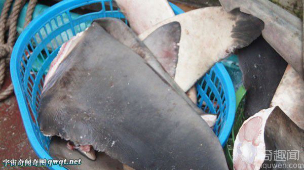 海南三亚任意宰割白鲨被宰杀现场血淋淋
