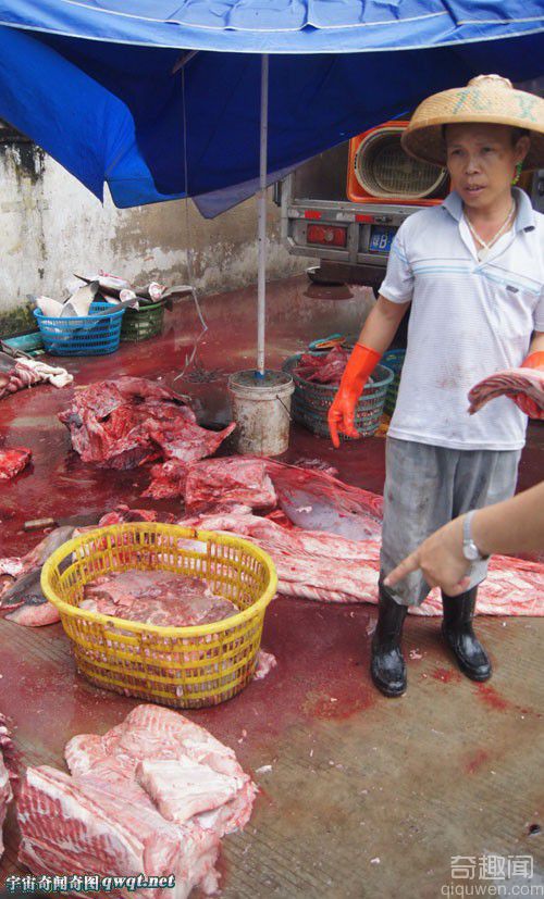 海南三亚任意宰割白鲨被宰杀现场血淋淋