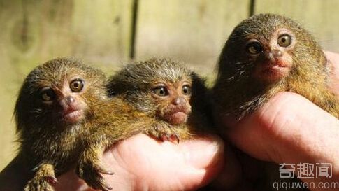 英国诞生世界首例健康存活侏绒猴三胞胎 呆萌可爱