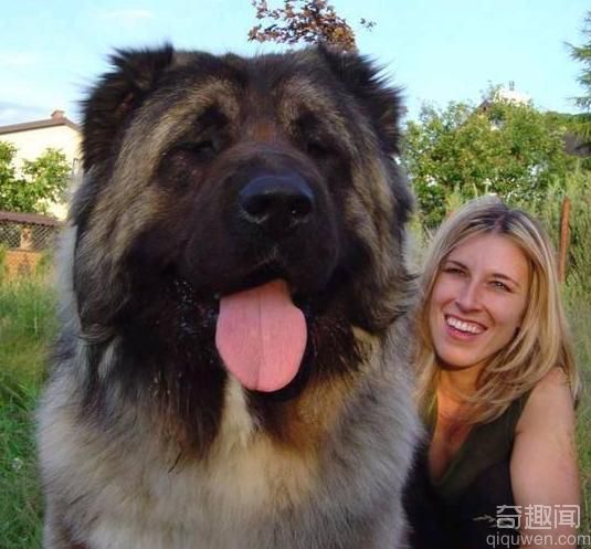 动物世界之最：世界上最大的狗 重达一百三十公斤【组图】