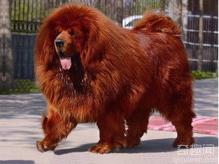 动物世界之最：世界上最大的狗 重达一百三十公斤【组图】