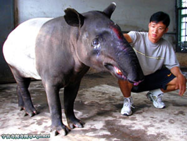 新加坡国宝动物马来貘现身 属濒危野生动物