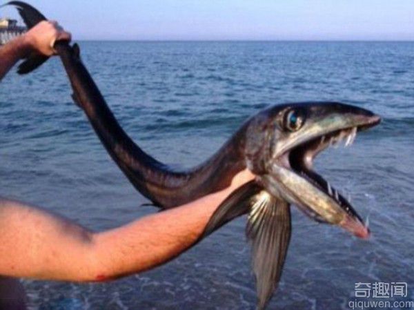 美海滩现嘴长獠牙恐怖怪鱼 有着大帆状的背鳍【图】