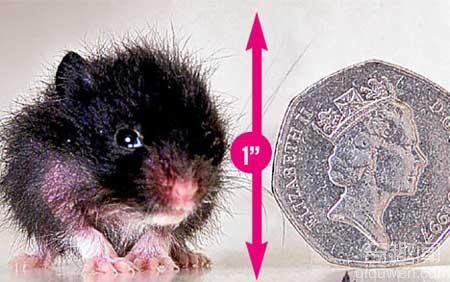  皮维被世界公认为“最小仓鼠 ”