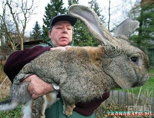 体长85厘米的英国巨兔获得“世界最长兔子”的称号