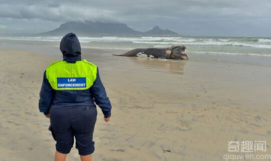南非现10米长鲸鱼尸体 气味难闻